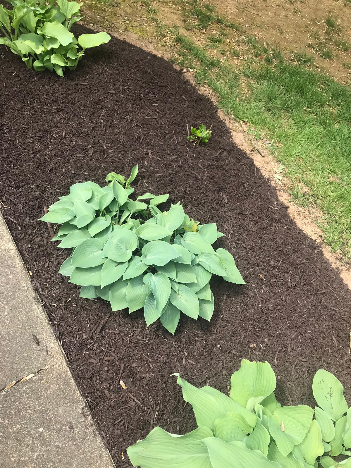 Ramos Tree Service Image